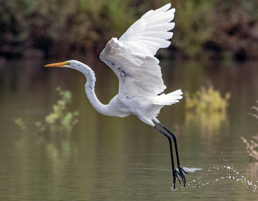 Great Egret 6833-092419 Photograph by Tam Ryan