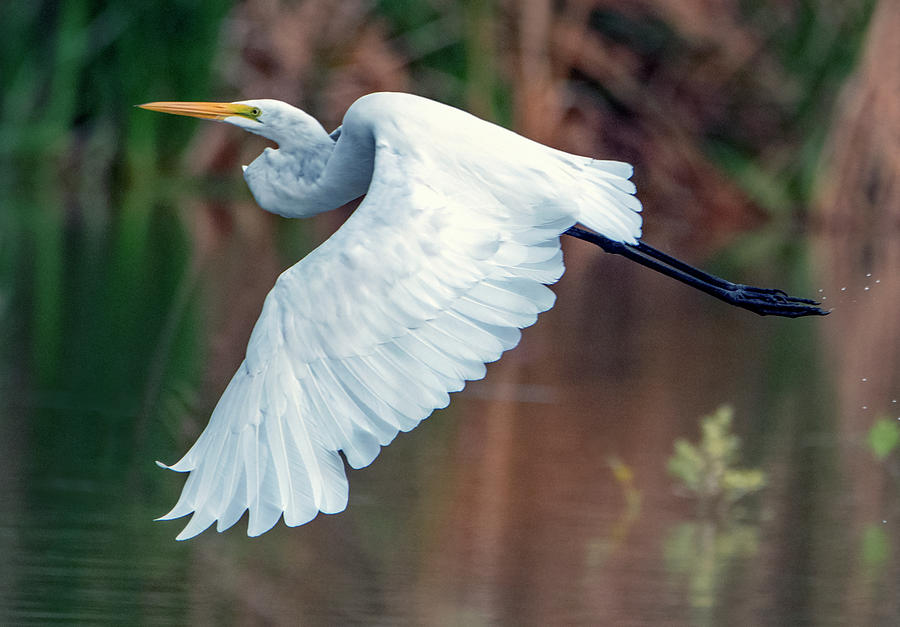 Great Egret 6839-092419 Photograph by Tam Ryan