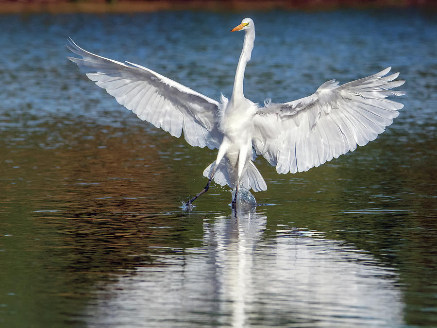Great Egret 6918-103018-1cr Photograph by Tam Ryan