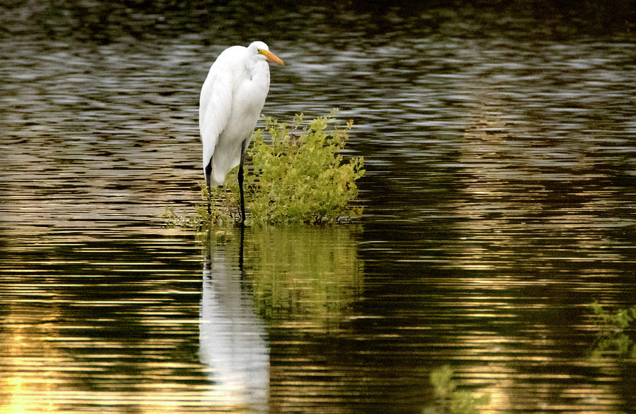 Great Egret 6925-092519 Photograph by Tam Ryan