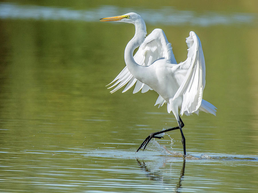 Great Egret 7505-110118-1cr Photograph by Tam Ryan