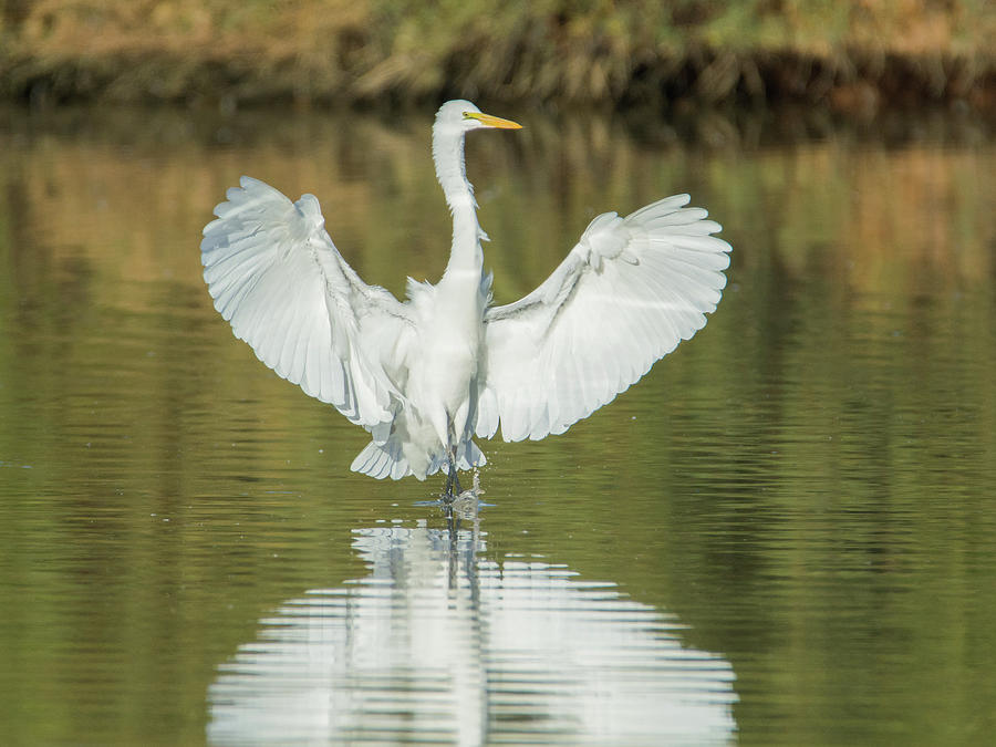 Great Egret 7921-110318-1cr Photograph by Tam Ryan