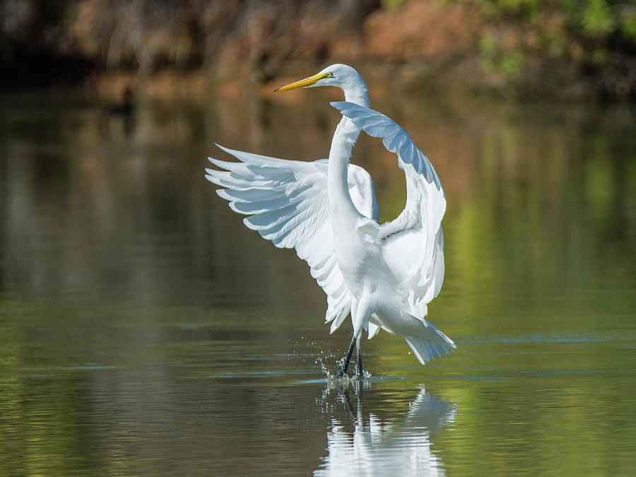 Great Egret 8078-110318-1cr Photograph by Tam Ryan