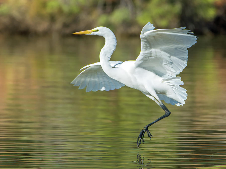 Great Egret 8372-110418-1cr Photograph by Tam Ryan