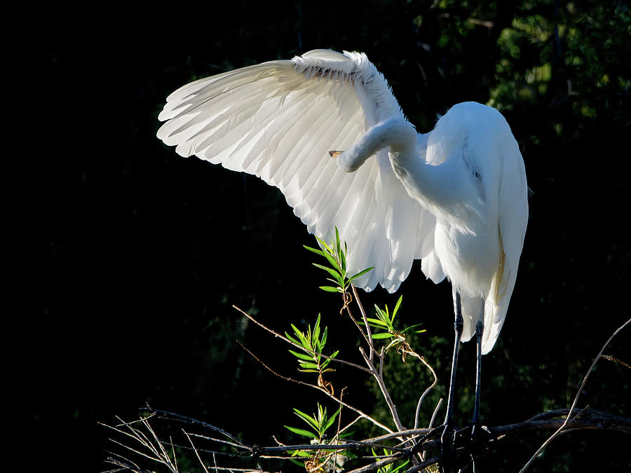 Great Egret 8690-110818-cr Photograph by Tam Ryan