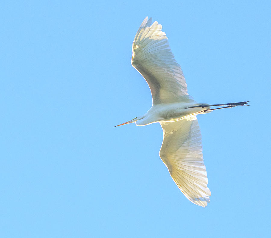 Great Egret 8717-093019 Photograph by Tam Ryan