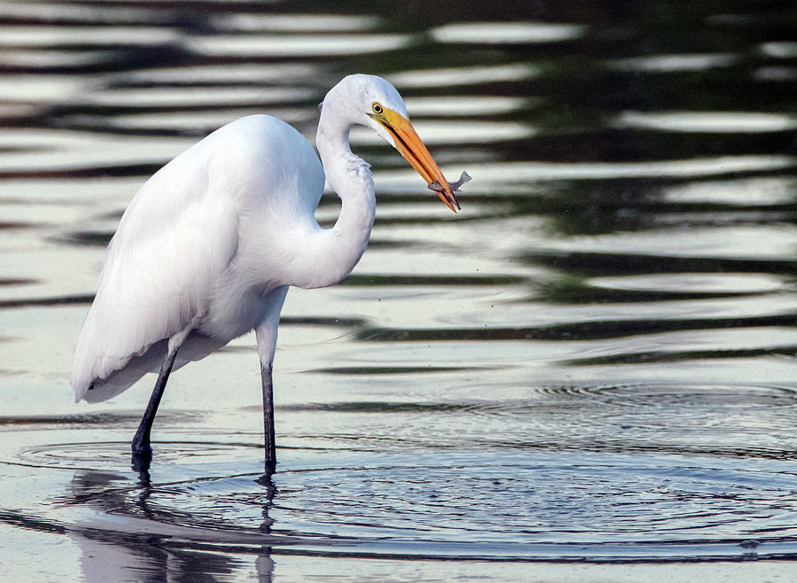 Great Egret 8924-100219 Photograph by Tam Ryan