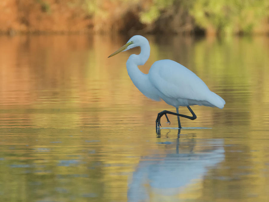 Great Egret 9071-111018-1cr Photograph by Tam Ryan