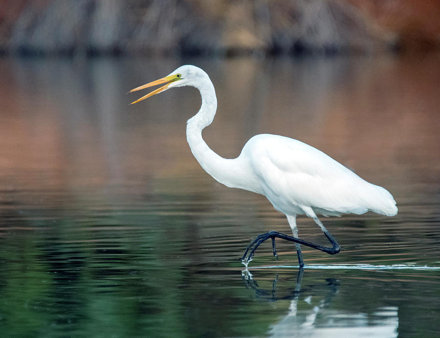 Great Egret 9097-100419 Photograph by Tam Ryan