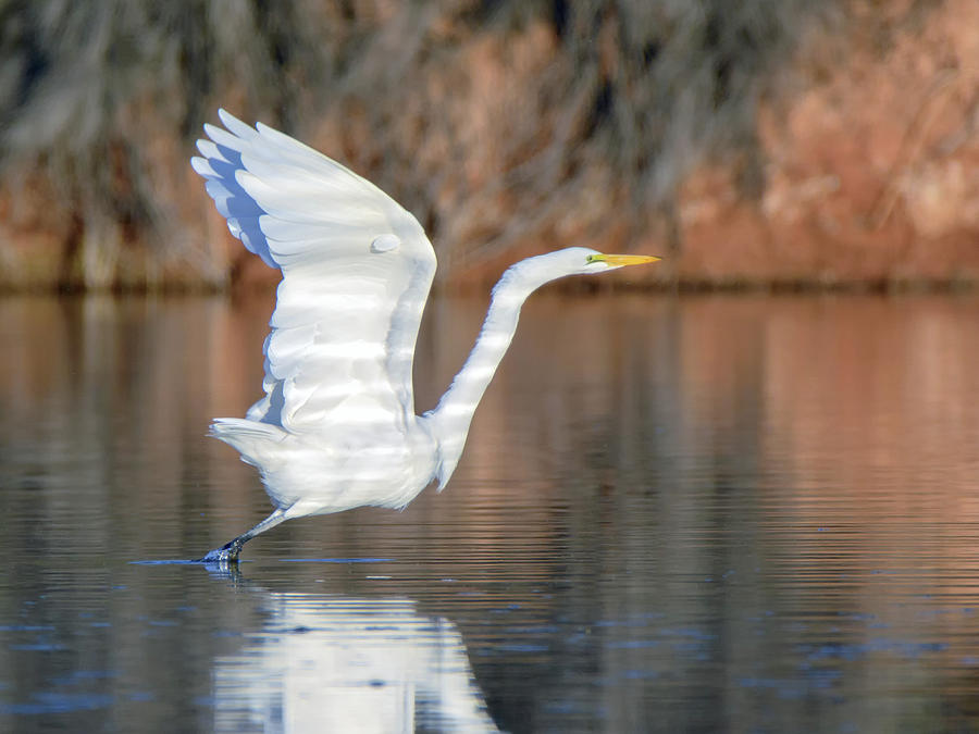 Great Egret 9100-111018-2cr Photograph by Tam Ryan
