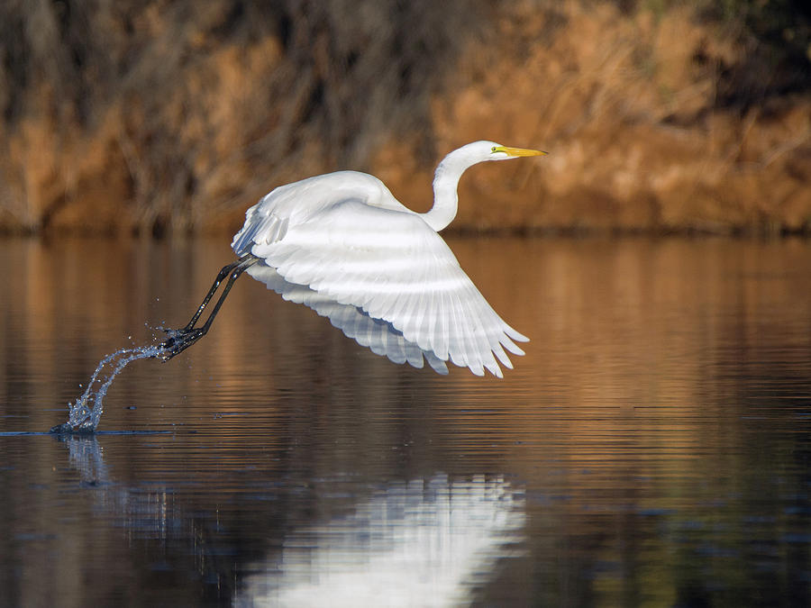 Great Egret 9101-111018-2cr Photograph by Tam Ryan