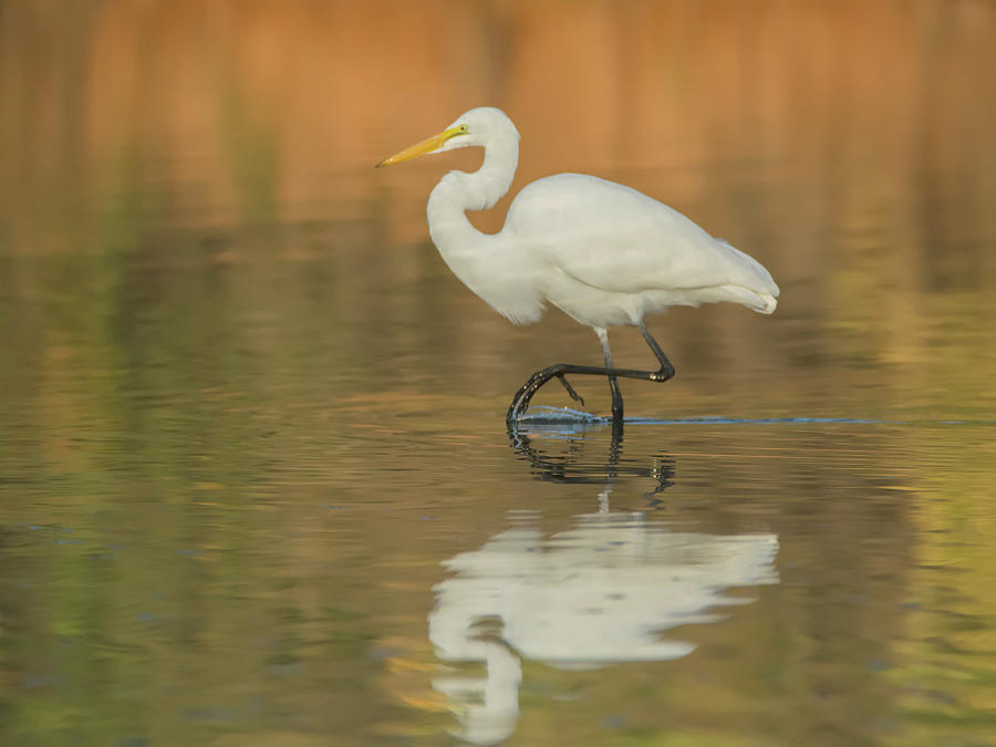 Great Egret 9304-111118-1cr Photograph by Tam Ryan