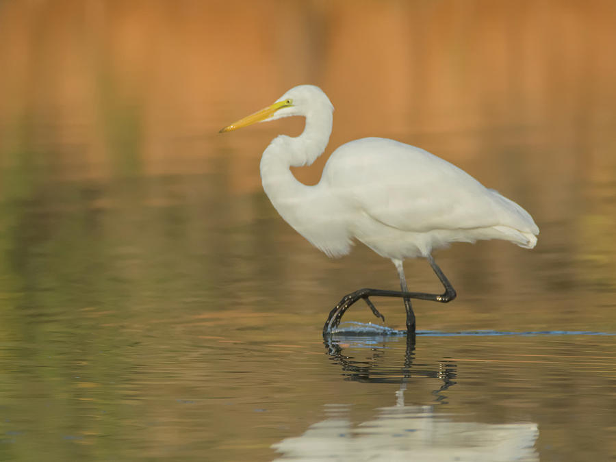 Great Egret 9304-111118-2cr Photograph by Tam Ryan