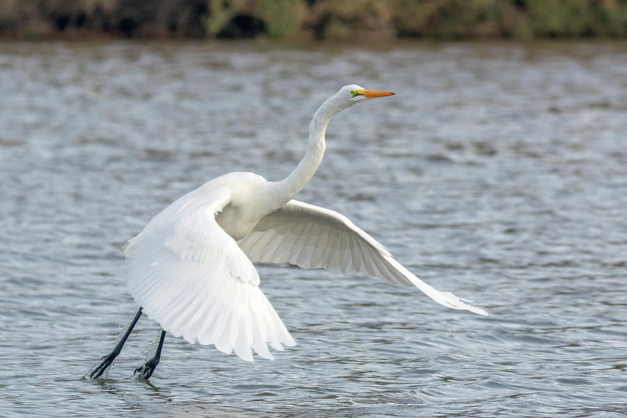 Great Egret 9515-123118-1 Photograph by Tam Ryan