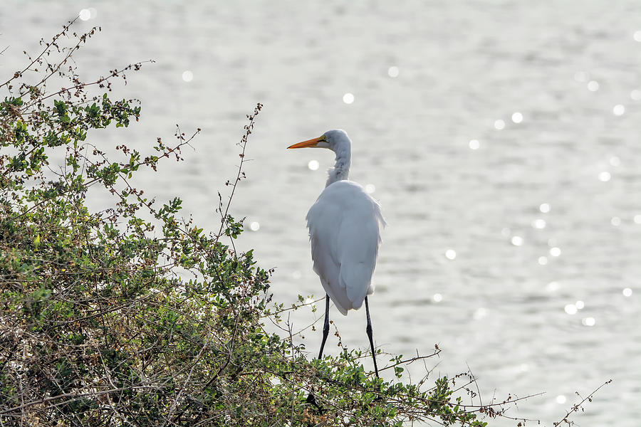 Great Egret 9517-123118-1 Photograph by Tam Ryan