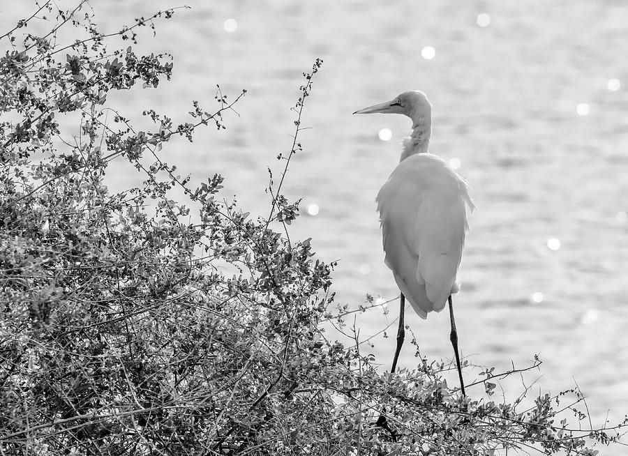Great Egret 9517-123118-2cr-bw Photograph by Tam Ryan