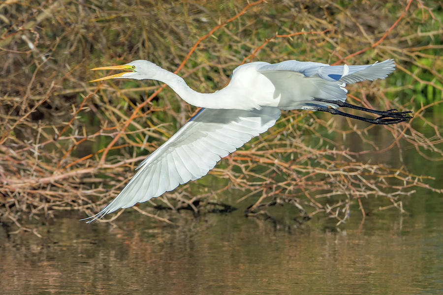 Great Egret 9555-010219-1 Photograph by Tam Ryan