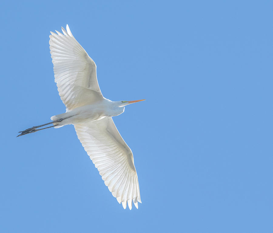 Great Egret 9869-100719 Photograph by Tam Ryan