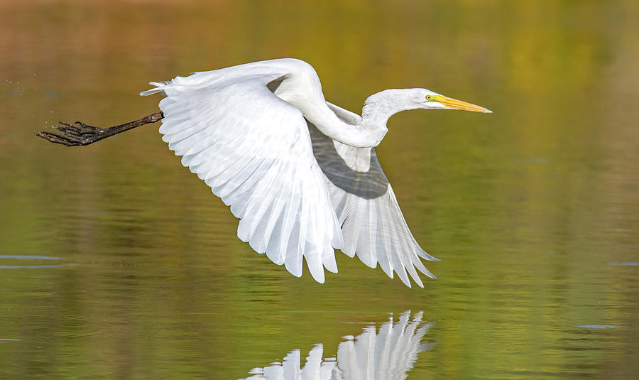 Great Egret 9901-100719 Photograph by Tam Ryan