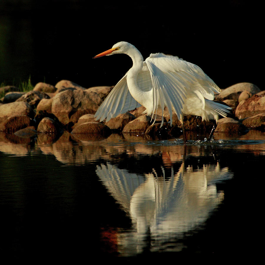 Great Egret Photograph by Alex Thomson Photography