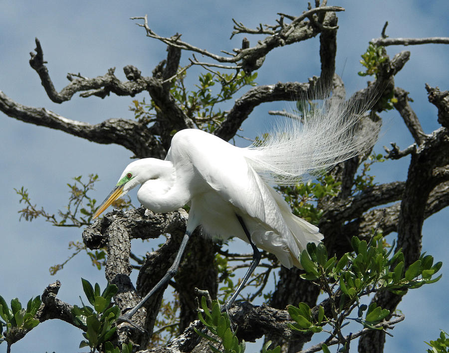 Great Egret Among the Branches Photograph by Judy Wanamaker
