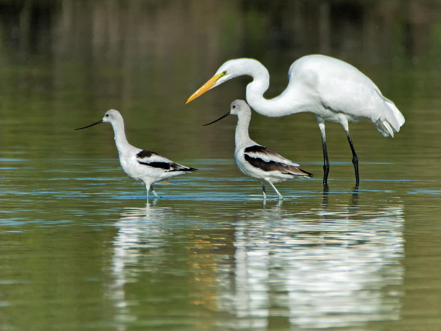 Great Egret and American Avocets 7855-110218-1cr Photograph by Tam Ryan