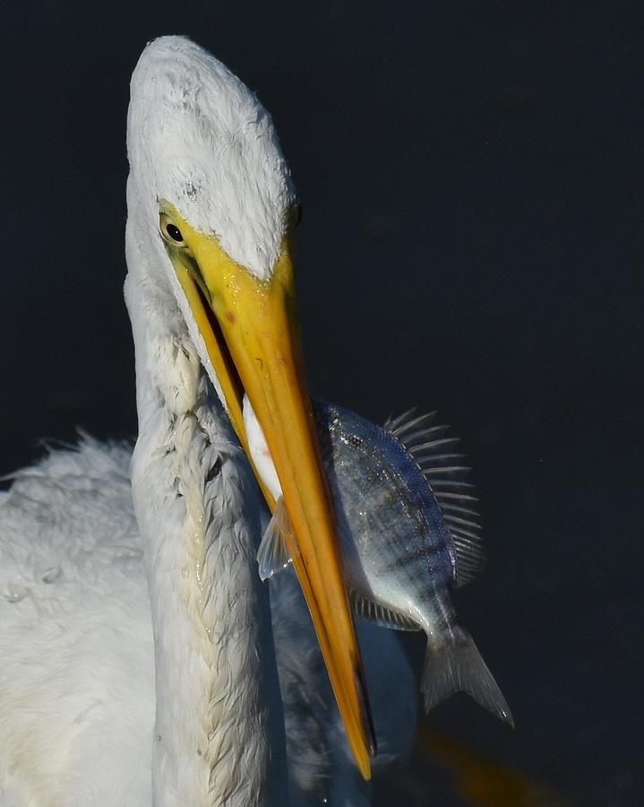 Great Egret And Breakfast Photograph by Chip Gilbert