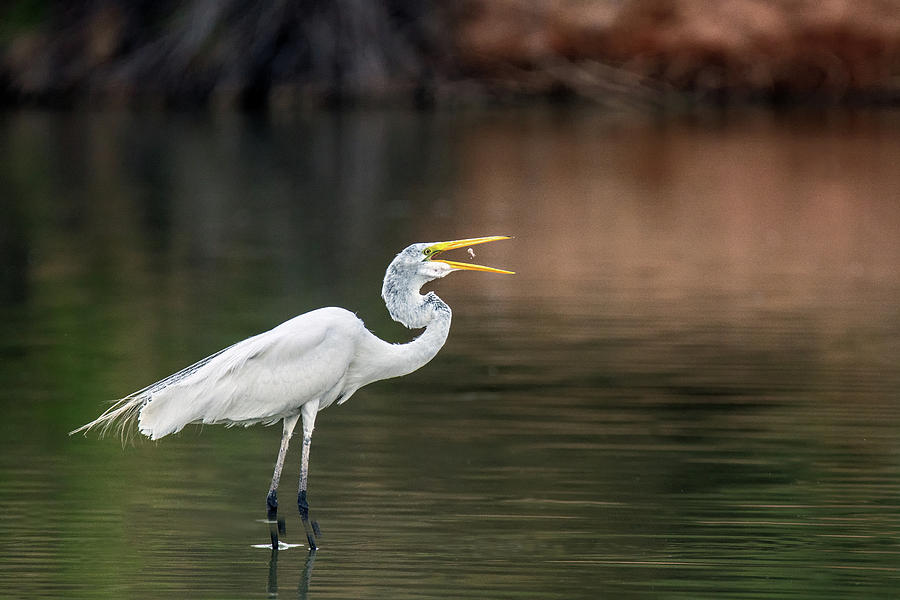 Great Egret and Fish 2725-071219 Photograph by Tam Ryan