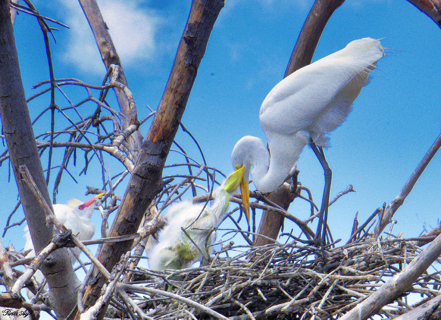 Great egret and her nestlings  Photograph by Tina Aye