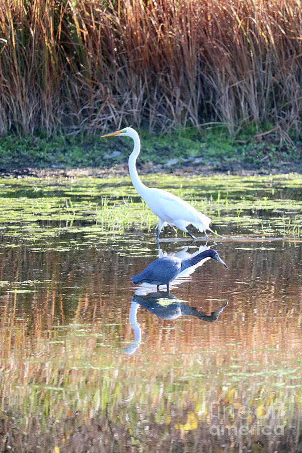 Great Egret and Little Blue Heron in the Marsh Photograph by Carol Groenen