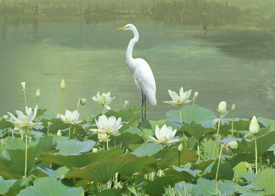 Great Egret and Lotus Flowers Digital Art by M Spadecaller