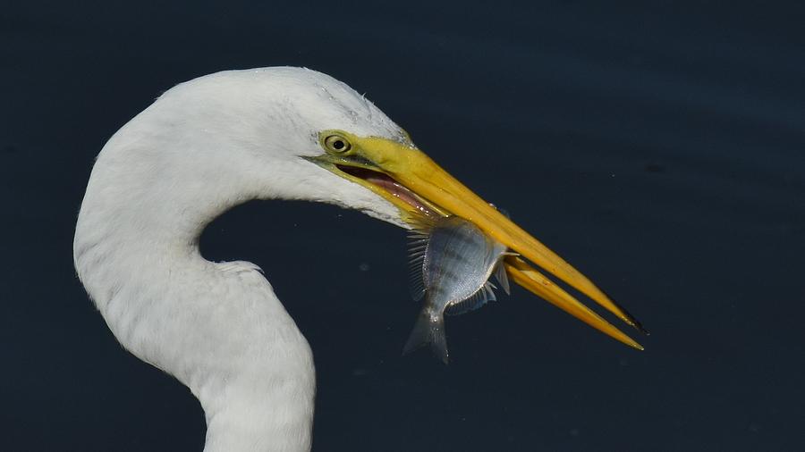Great Egret And Pinfish Photograph by Chip Gilbert