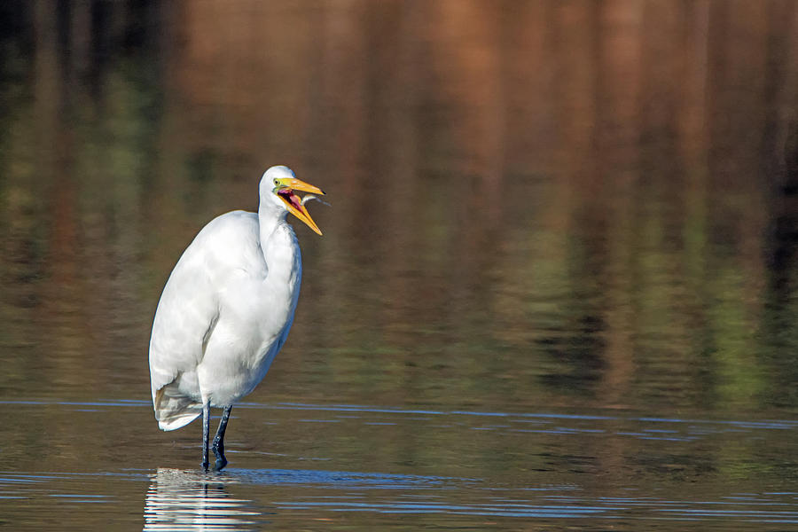 Great Egret and Small Fish 6542-121918-1 Photograph by Tam Ryan