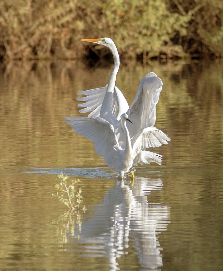 Great Egret and Snowy Egret 0068-100819 Photograph by Tam Ryan