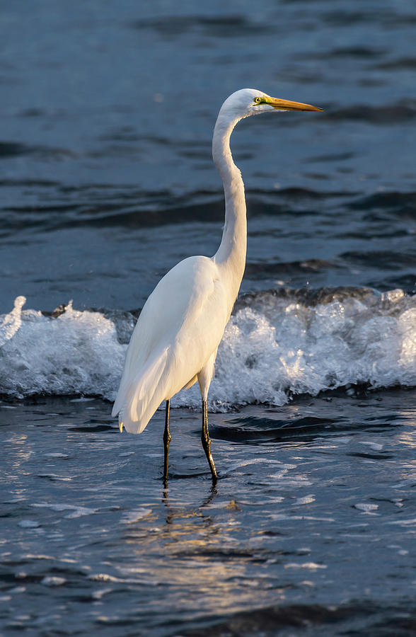 Great Egret Ardea Alba Standing In Sea Photograph by Panoramic Images