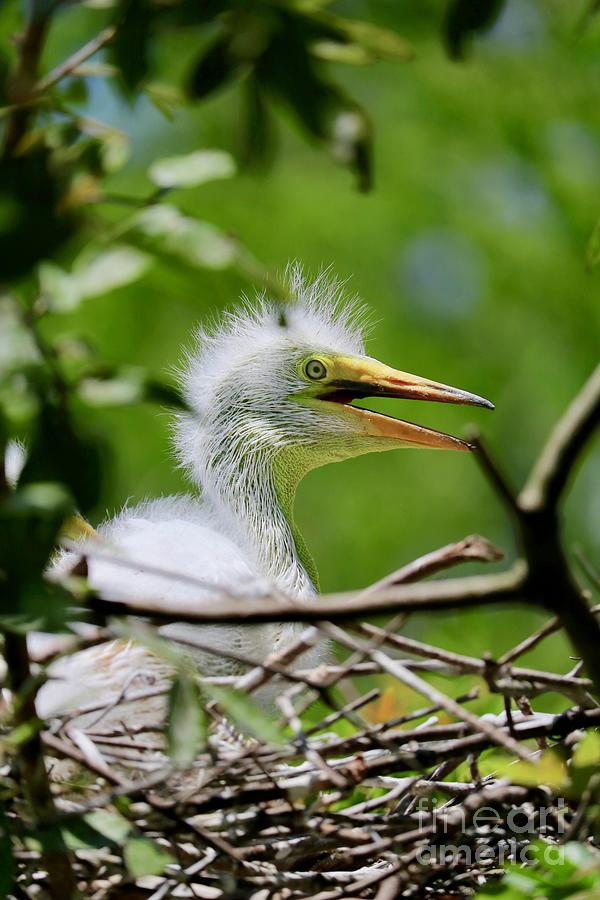 Great Egret Baby in Nest Photograph by Carol Groenen