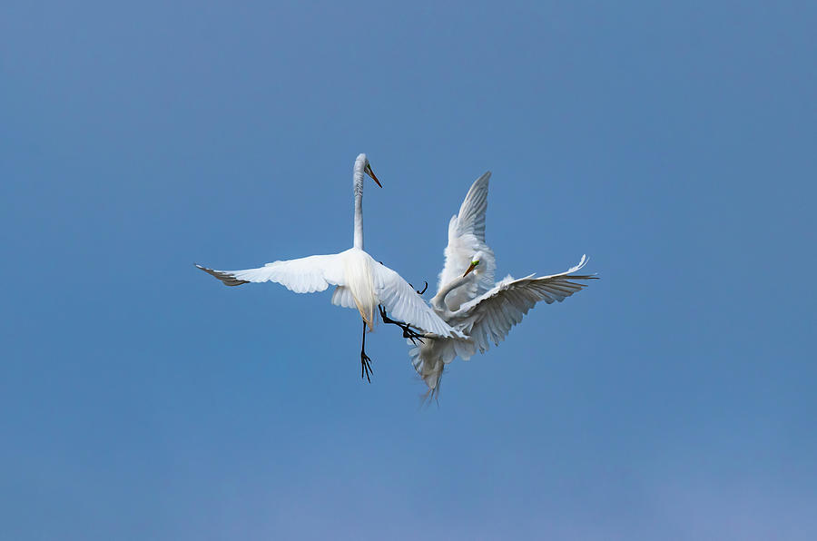 Great Egret Battle Photograph by Rose Guinther