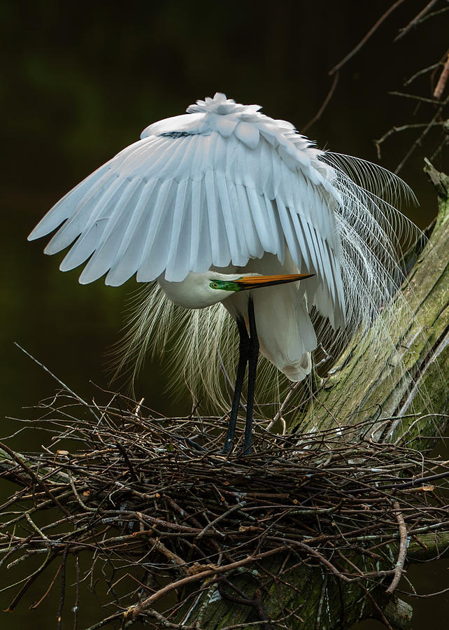 Great Egret Beauty Photograph by Donald Brown