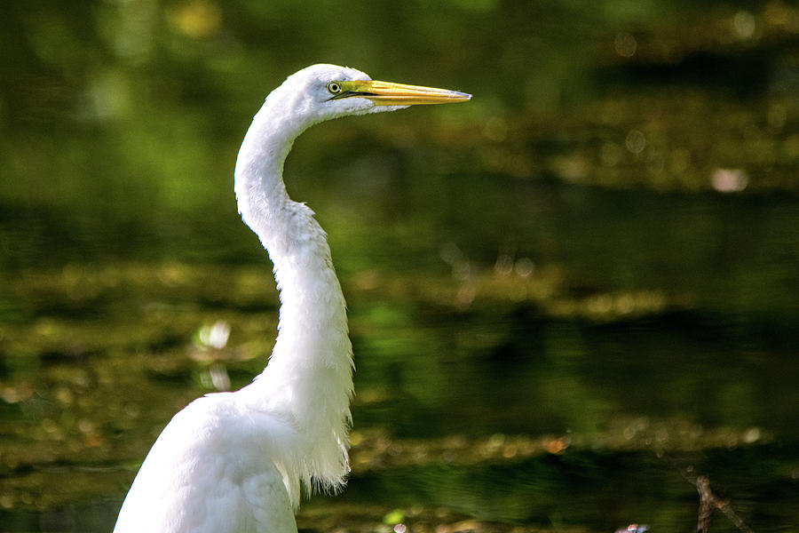 Great Egret Beauty Photograph