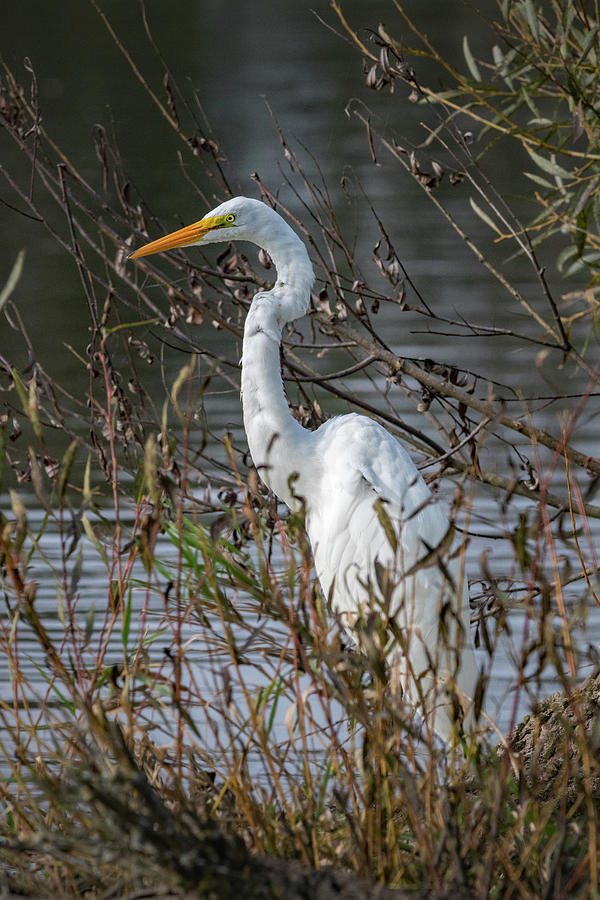 Great Egret Behind the Bush Photograph by Ira Marcus