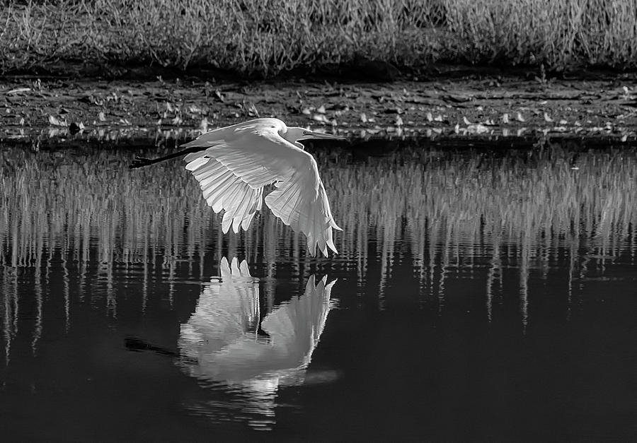 Great Egret BW Photograph by Rick Mosher Great Egret BW Photograph by Rick Mosher