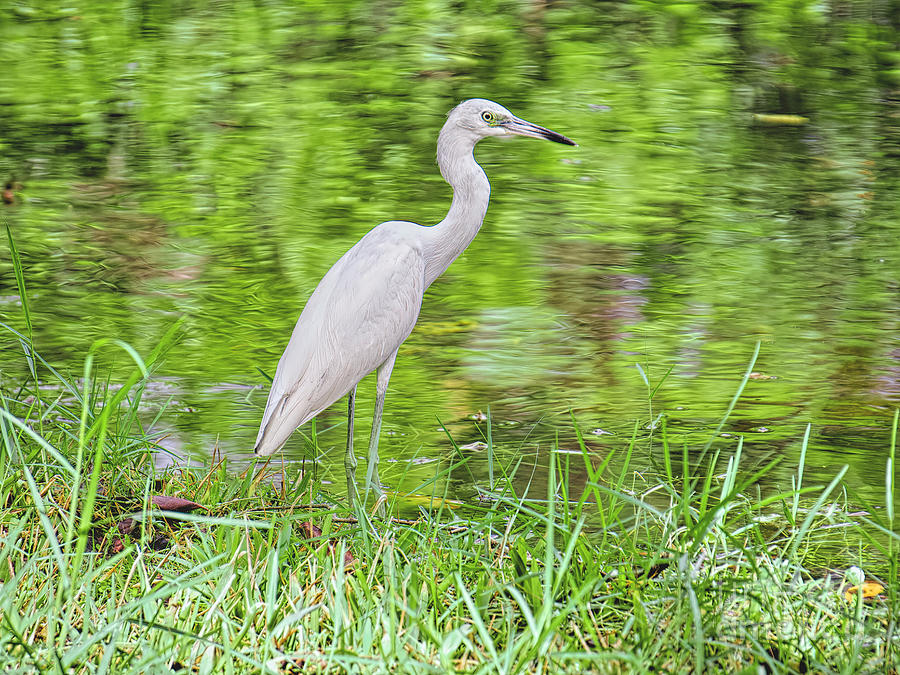 Blue Heron by the River Photograph by Judy Kay