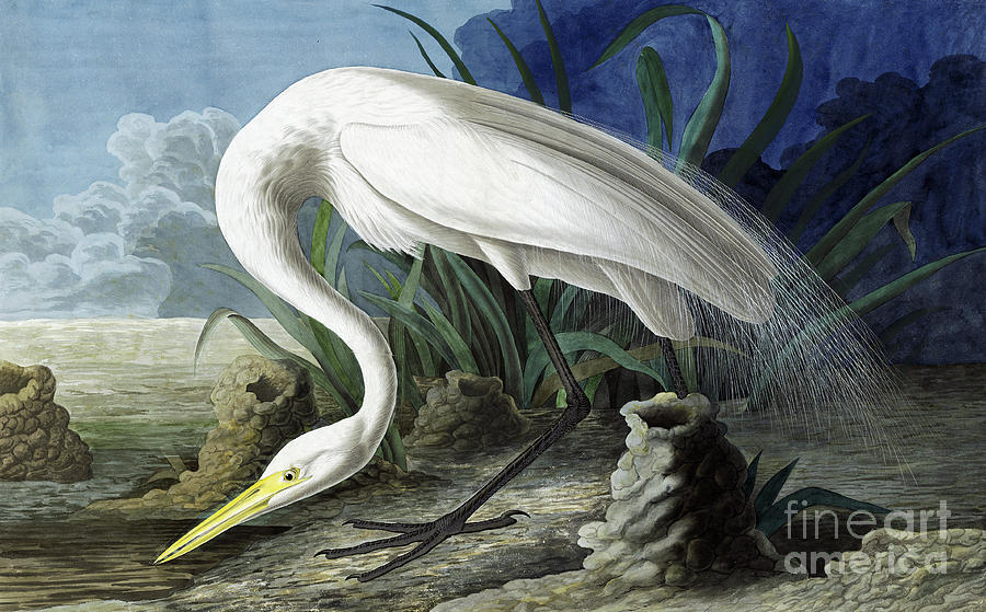 Great Egret, Casmerodius Albus Painting by John James Audubon