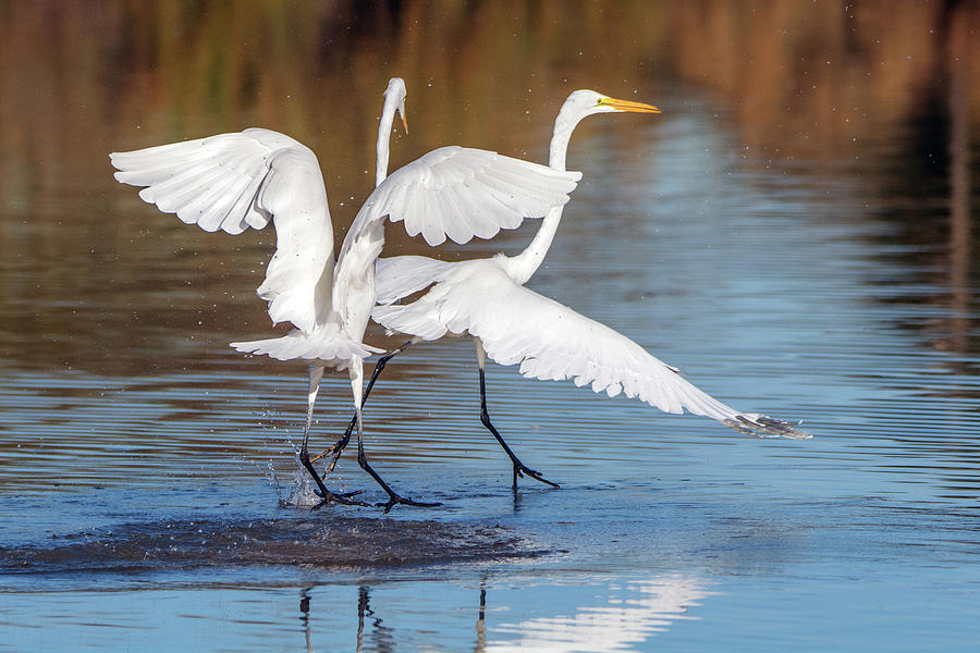 Great Egret Chase 0724-010819 Photograph by Tam Ryan