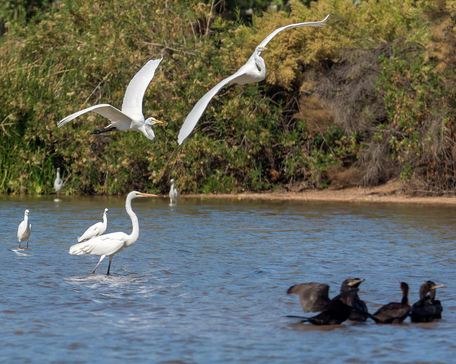 Great Egret Chase 9768-111218-1cr Photograph by Tam Ryan