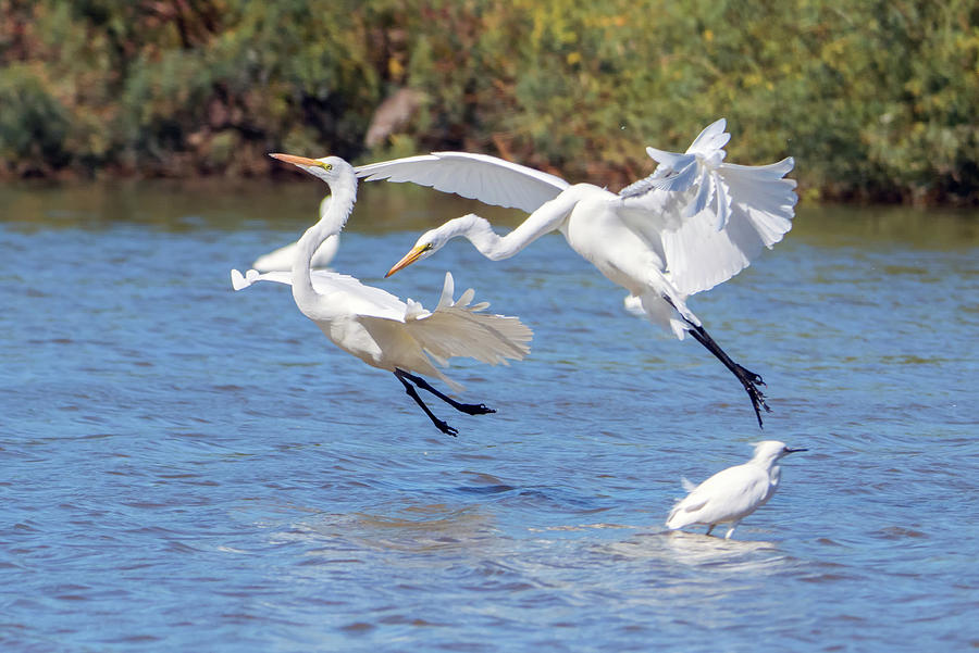 Great Egret Chase 9769-111218-1cr Photograph by Tam Ryan