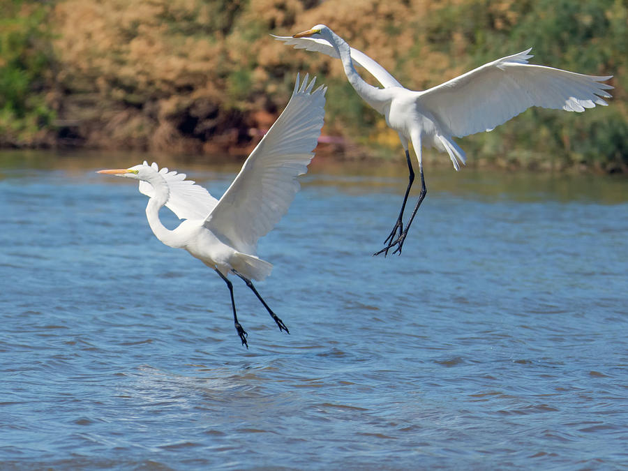 Great Egret Chase 9770-111218-cr Photograph by Tam Ryan