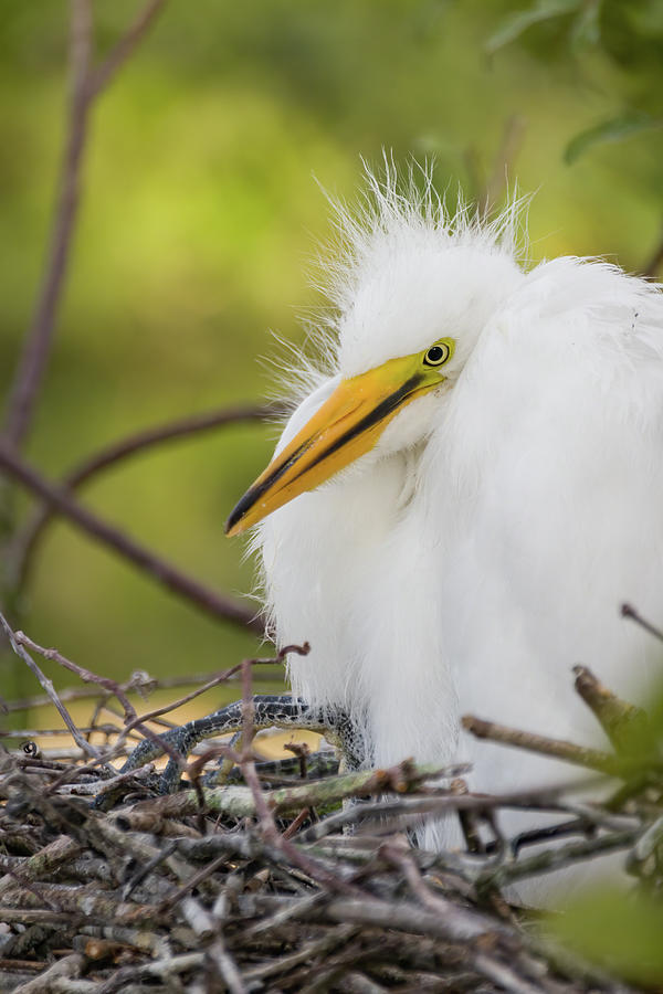Great Egret Chick Photograph by Dawn Currie
