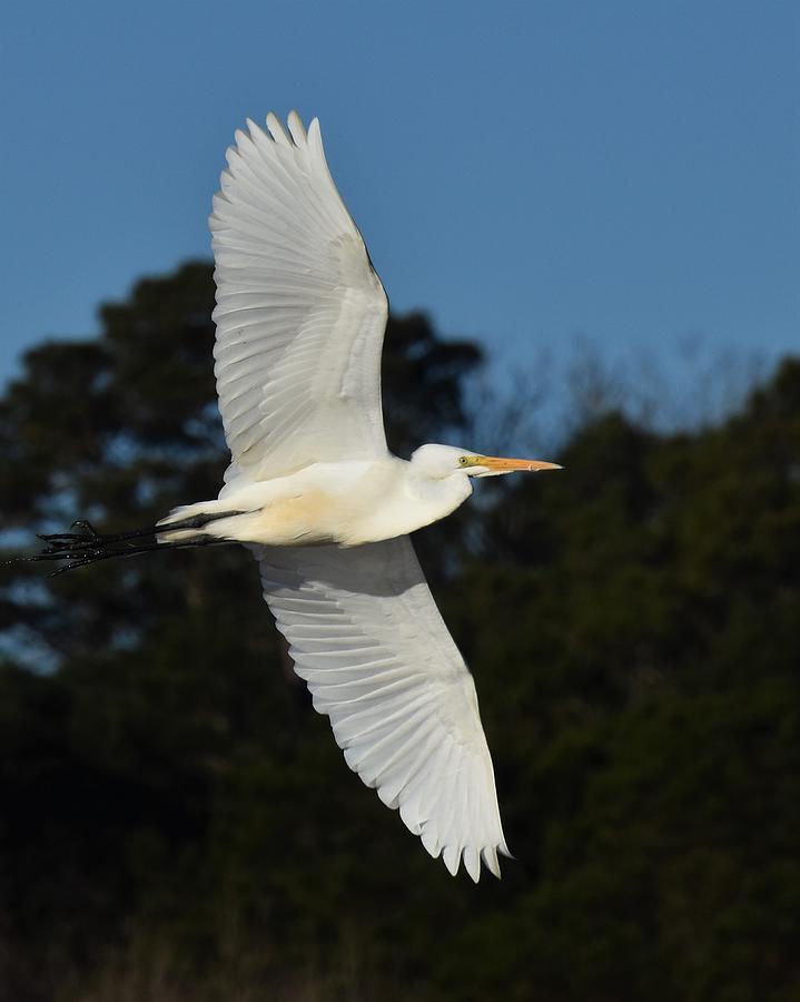 Great Egret Photograph by Chip Gilbert