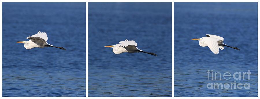 Great Egret Collage by Karen Silvestri Great Egret Collage by Karen Silvestri